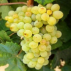 raisin Clairette