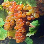 raisin Muscat