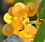 raisin de Die