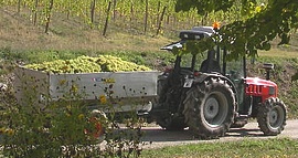 vendanges