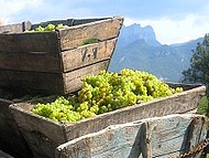 vendanges