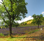 terroir de Clairette
