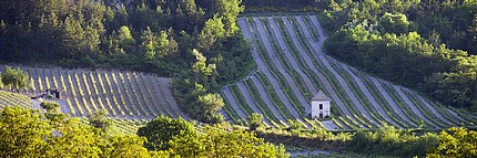 terroir de Clairette