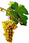 raisin Clairette