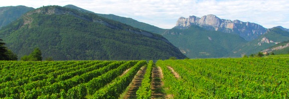 Vignoble de Vercheny