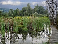 la tourbire de l'Herretang