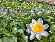 Longpra, nnuphars