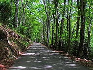 Gorges du Nan, la fort