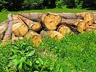 Les Coulmes, coupe de bois