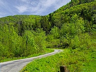 Les Coulmes, route forestire