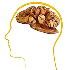 la Noix de Grenoble. Cerneau Cerveau