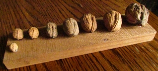 les noix
