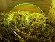 Elixir de longue vie. Les herbes !