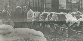 foire St Martin Voiron, dans les annes 1950!