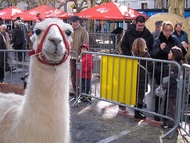 foire St Martin Voiron, espace agricole