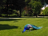 de nombreuses espces au parc de Vizille