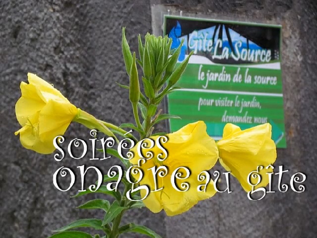 Les soirs d't sont spectacle quotidien au Jardin du Gte La Source.Les ptales jaune soufre s'panouissent  en quelques secondes, pigs par les numriques fbriles de nos htes.