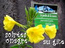 Les soirs d't sont spectacle quotidien au Jardin du Gte La Source.Les ptales jaune soufre s'panouissent  en quelques secondes, pigs par les numriques fbriles de nos htes.