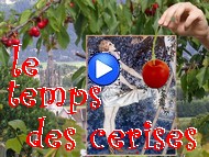 Le temps des cerises est de retour. Venez le voir, le toucher, venez le humer.. 