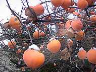 kaki en hiver au Gite La Source
