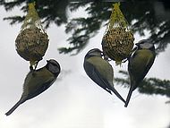 msanges au Gite La Source