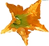 beignet de fleurs de courgette
