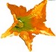 fleur courgette