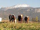notre campagne sur fond de montagne