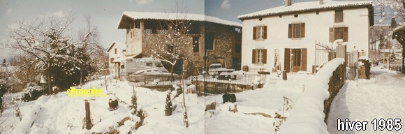 l'hiver du citronnier !