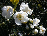 le citronnier de la source au printemps