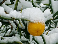 en novembre sous la neige !