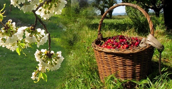 le temps des cerises