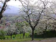 St Jean de Moirans tait capitale de la cerise !