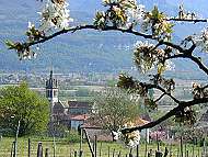 St Jean de Moirans tait capitale de la cerise !