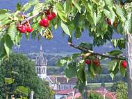 St Jean de Moirans tait capitale de la cerise !