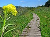 Le Marais de Chirens :  espace naturel protg.