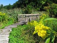le sentier du courlis