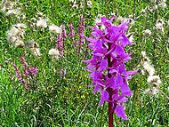 flore spcifique