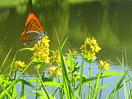 papillon paradise !
