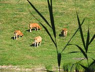 les vaches du lac !